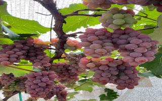 Casa para vender com 4 quartos, 324m² - 1983