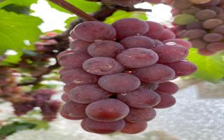 Casa para vender com 4 quartos, 324m² - 1984