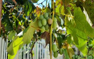 Casa para vender com 4 quartos, 324m² - 1987